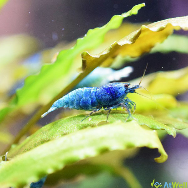 綺麗なターコイズシャドーシュリンプ