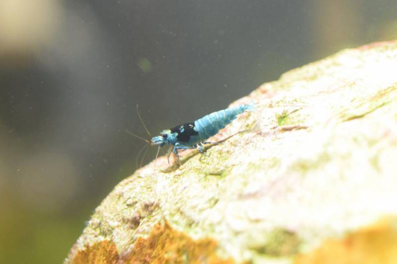 ターコイズシャドーシュリンプ