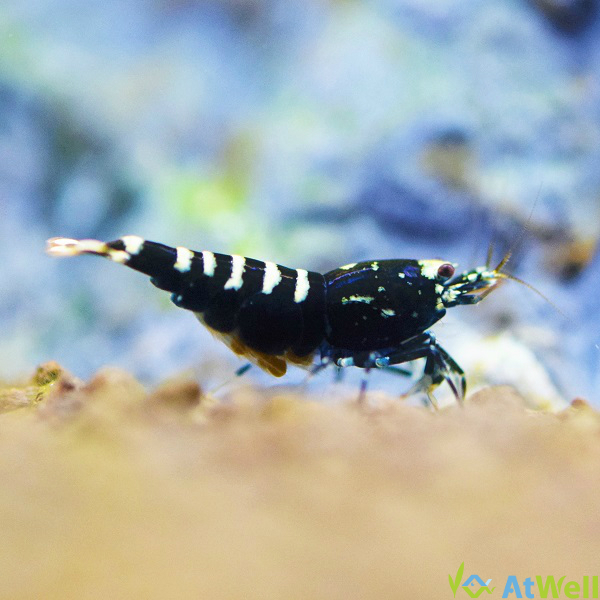 ゼウスシュリンプギャラクシー初抱卵