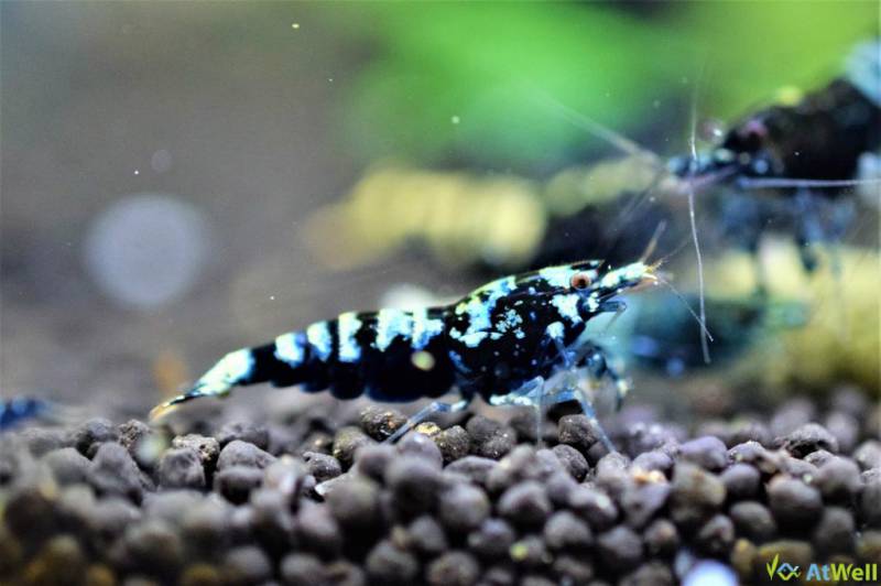 当店ブリード クラウドシュリンプ ギャラクシー その後