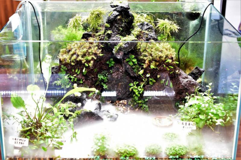 侘び草販売兼テラリウム水槽
